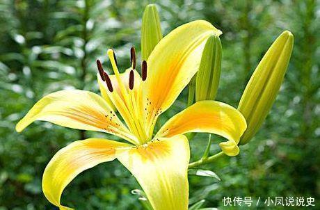 家养几种植物，开花美长势旺，阳台开出花海