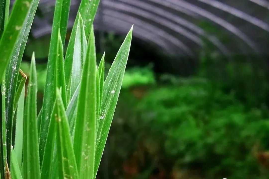 叶片|养兰花如何用好磷酸二氢钾，这几个小妙招，非常实用