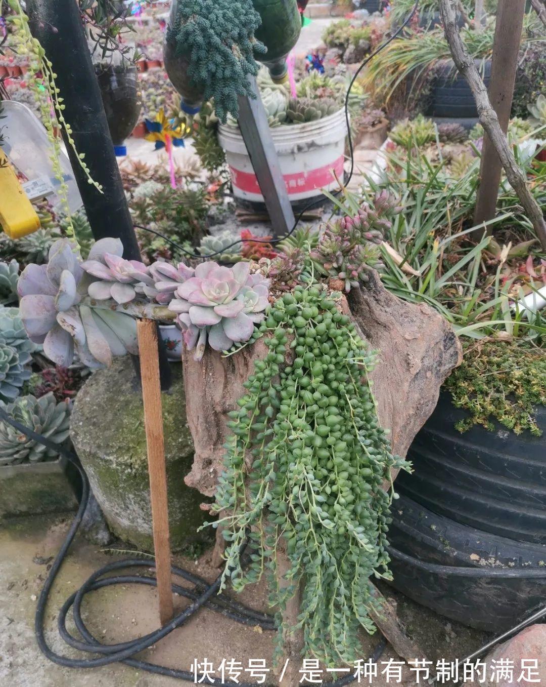 四川大哥养多肉，创意无极限，生活巴适得很！