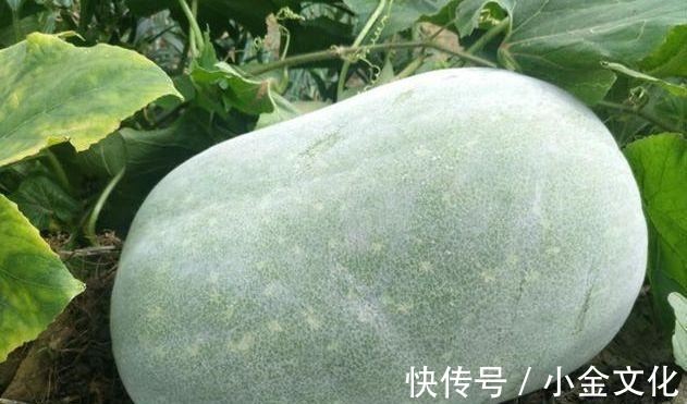 龙须菜|超市常见的四种食物,坚持每天吃一些,排毒养颜、滋补身体