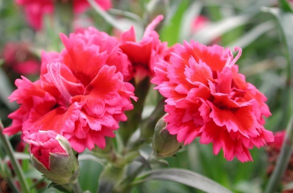 康乃馨不开花注意这个“细节”,花繁色艳不易枯,全年都能赏花