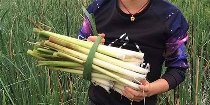 强身健体|天热就猛长,如今有人大量种植,一斤10元,5月正鲜嫩