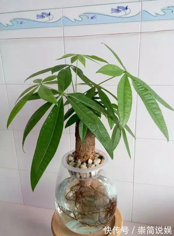 发财树黄叶烂根,切1刀丢水里,反而长得欢,2周狂冒大白根!