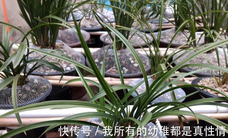 兰花|兰花淋雨长得好?不,有利有弊,掌握住尺度比施肥管用