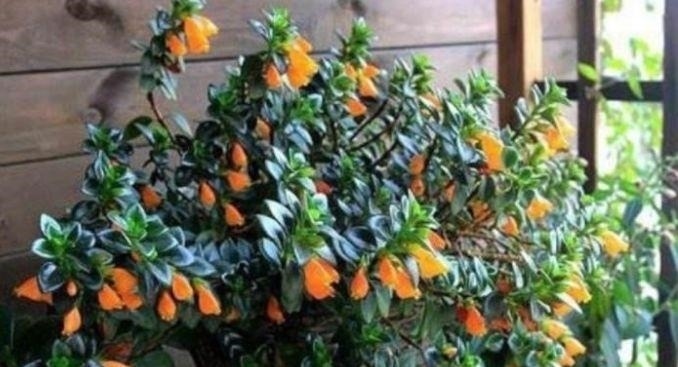 这几款植物养在家里,一年四季开花不断,花大色艳很漂亮