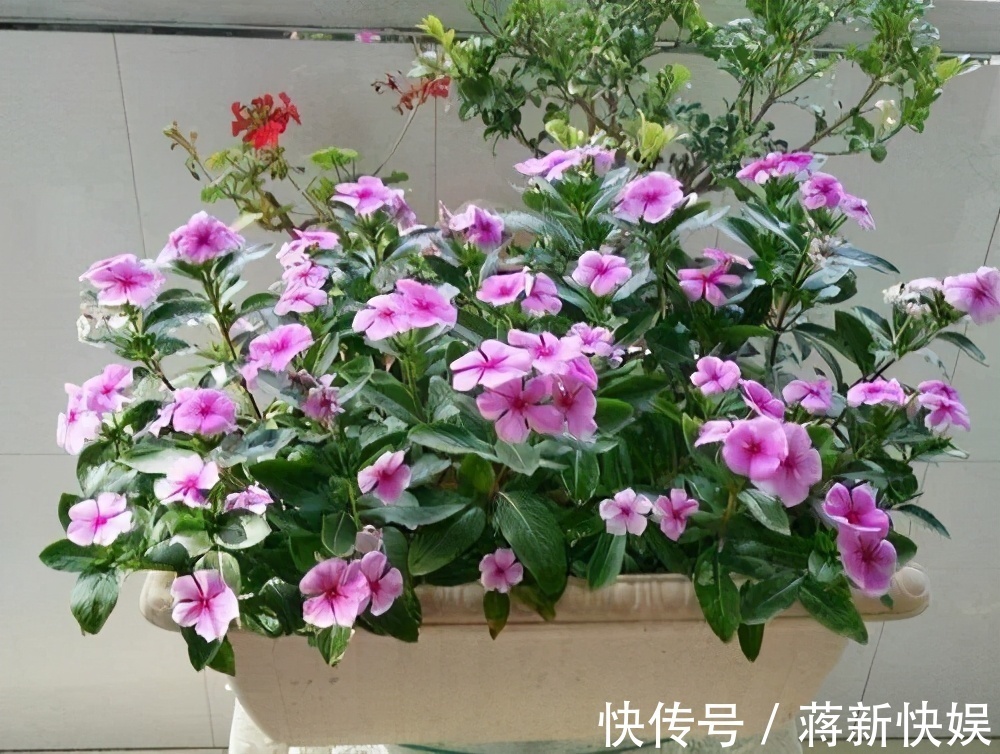 五种开花小机器,超级“爱开花”,家里养一盆,秋冬有花看
