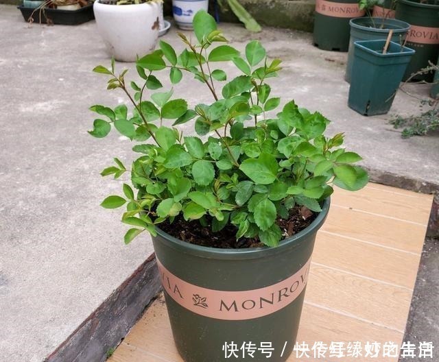 新手|刚入手的月季,有1点不要做,新手经常犯的错误,月季容易死掉!