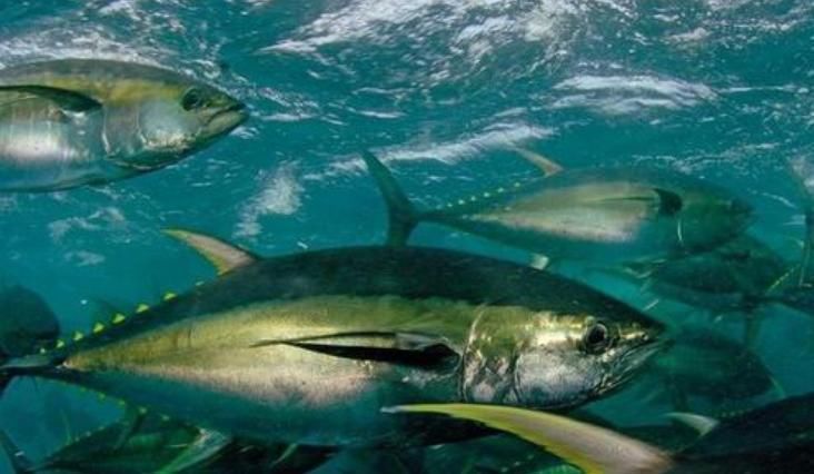 日本人几乎从不锻炼身体,却是全球最长寿国家,秘诀居然如此简单