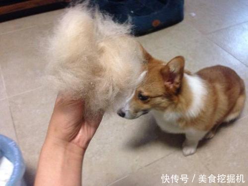 养柯基犬之前 一定要先了解它的6个特性 别怪我没提醒你 天合乐学帮助家长发现孩子的更多可能