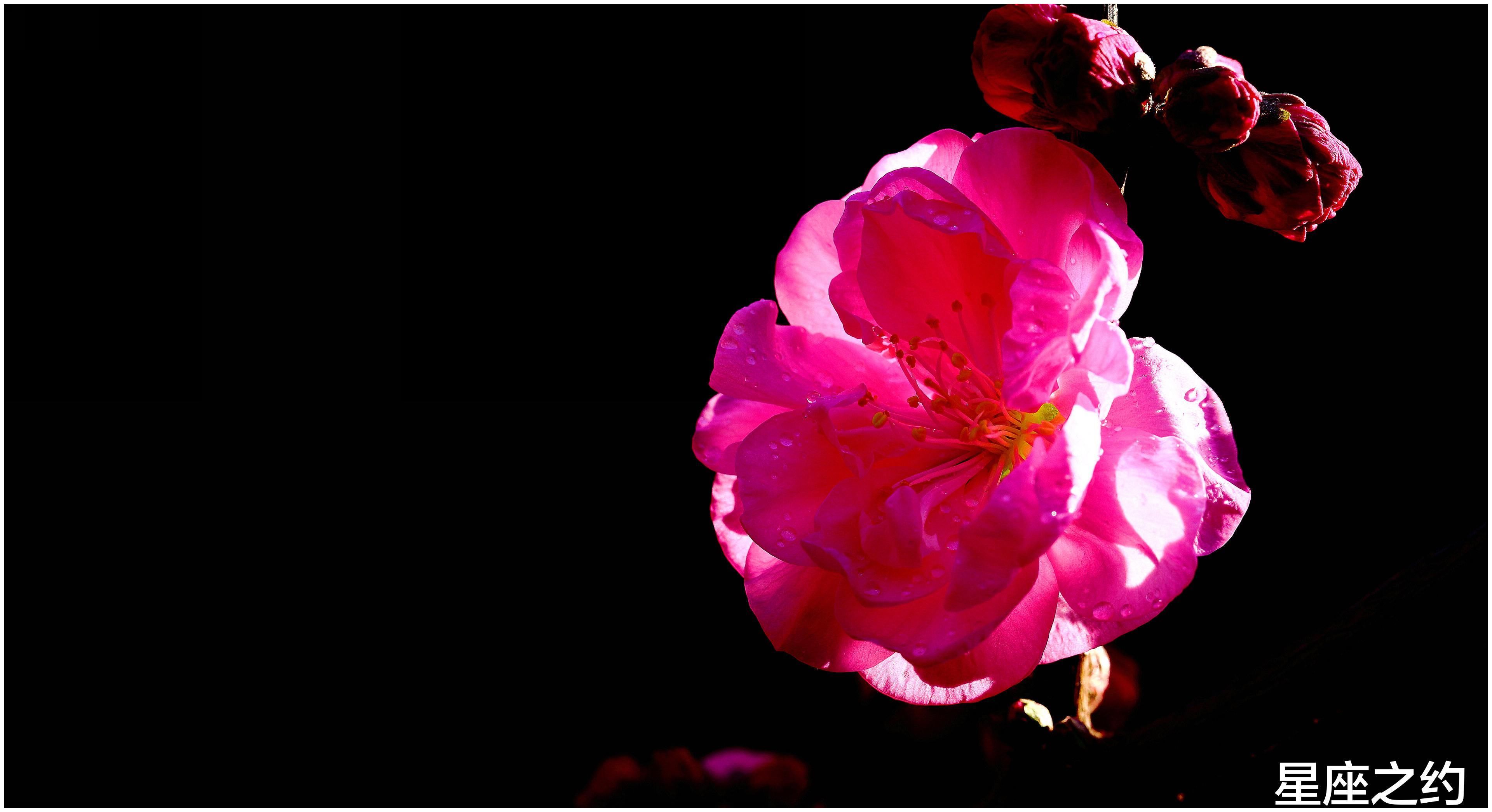 5月4日星座運勢 足智多謀 突破瓶頸的四大星座 中國熱點