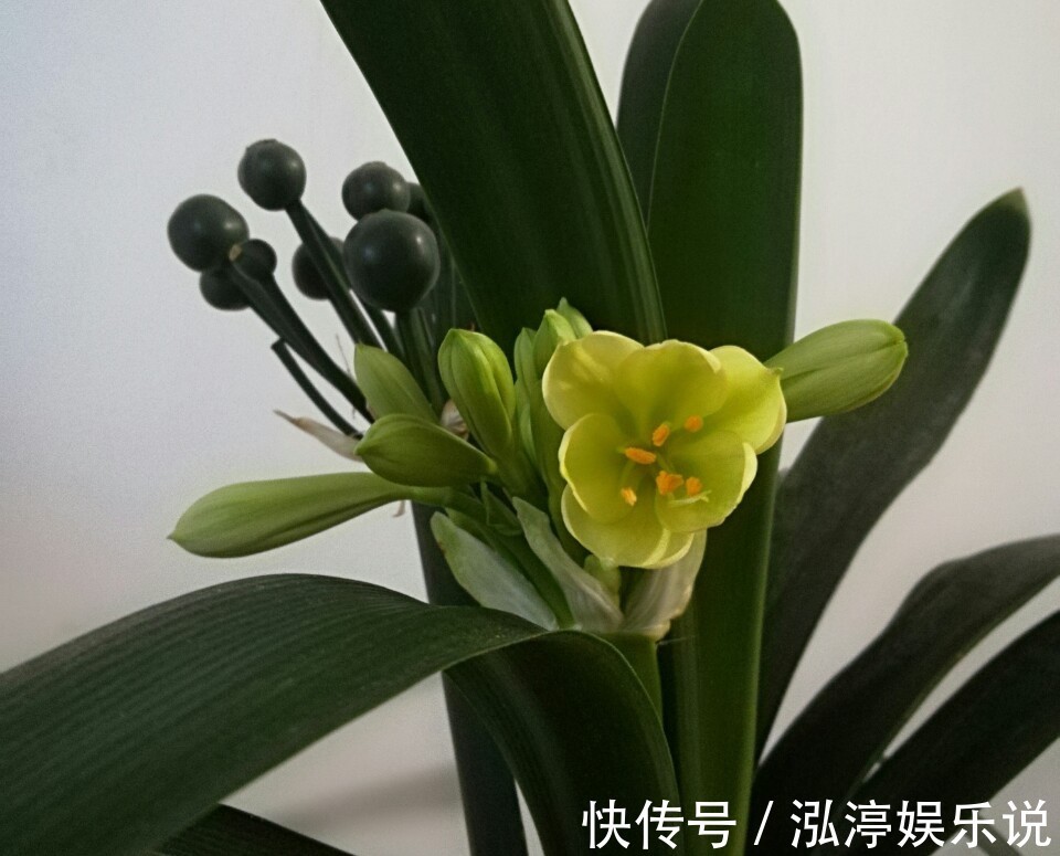 昼夜温差|谁说君子兰在夏季休眠不开花只需一招，照样开花爆盆红艳艳