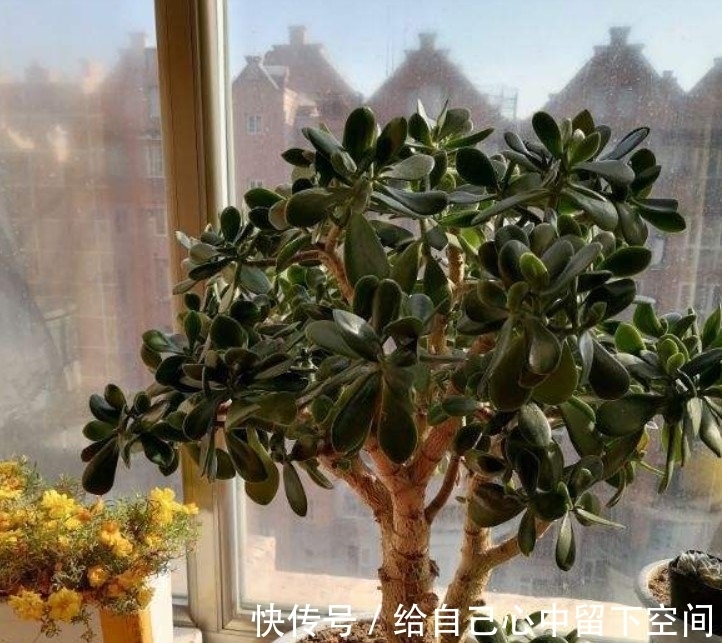 不会种玉树?注意这几点,轻松就能养好玉树