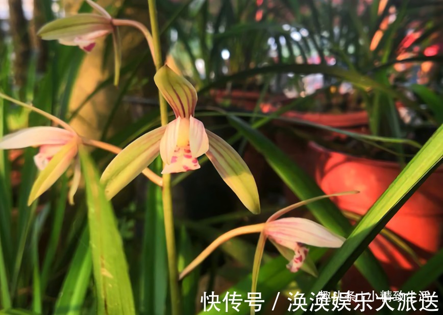 兰花|新手养兰,学会“3多3少”,兰花长得旺、常爆盆、开花多