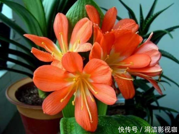 4种富贵花,好养漂亮花期长,人见人爱,寓意超好的