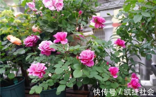 6种冷门月季，看一眼就中“毒”，没养的人都后悔了！