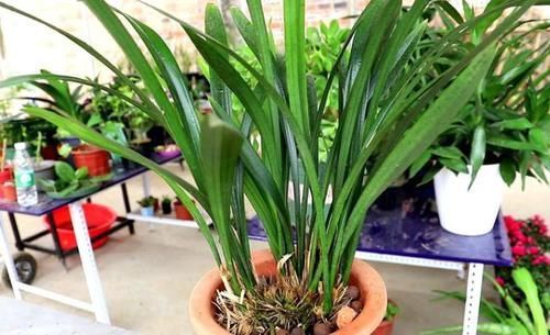 光照|养兰花,“掐准”此4点,植株更长寿、年年开花