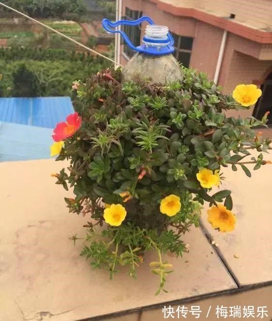 叶片|“塑料瓶”竟是养花神器,学会“4种”用法,一生受用、养花旺