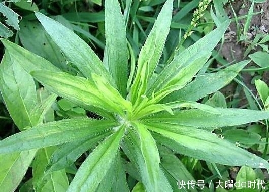 路边|农村路边的杂草,农民见到就处理,殊不知价值珍贵,对风湿有特效