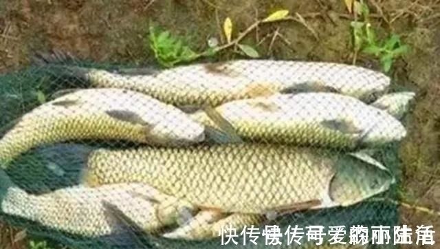 别选了,再贵的草鱼饵也比不上它,既便宜又实用,后悔才知道