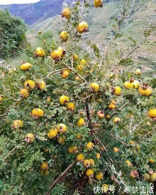 猕猴桃|它是野果中的“维C之王”，浑身带刺少有人吃，殊不知是果中奇品