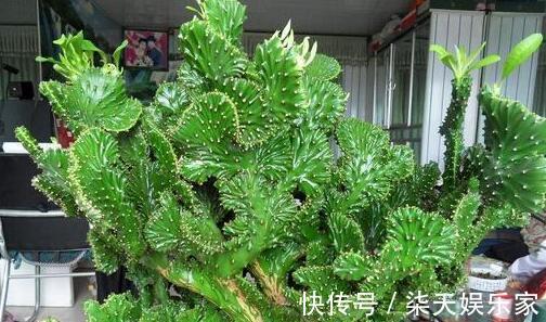 元气满满|老中医告诉你,这几种家居植物送给你都不要拿回家,我是后悔透了