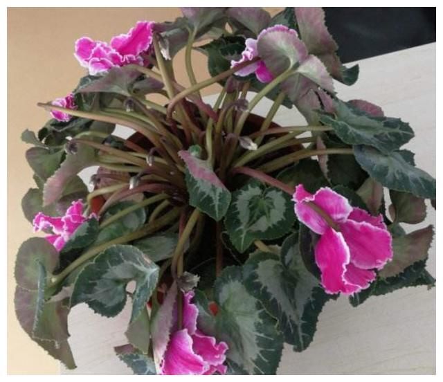  刚买的仙客来没几天就变软、倒伏，怎么养，能避免萎蔫，延长花期