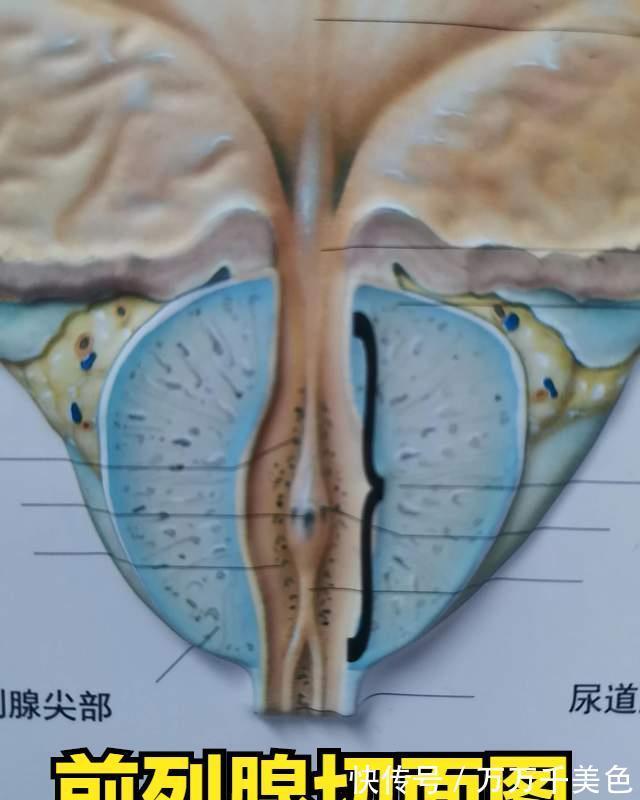 前列腺功能|前列腺到底有哪些生理功能?这几种物质实在太重要了