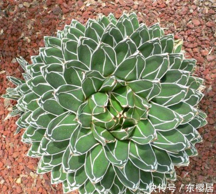 一种漂亮的盆栽,不怕寒冷,颜值高,繁殖快,很好养