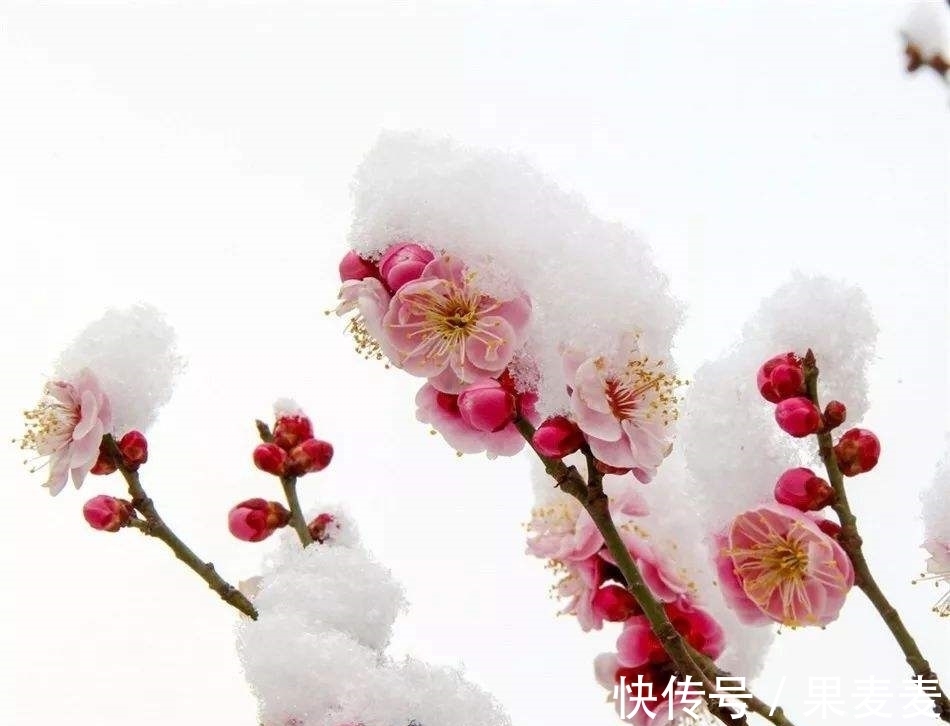 古诗$勾引春光一半出。四首早梅古诗,四种意境美,值得品读