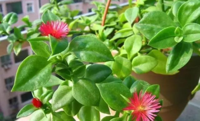 “3种花”养家里,好养又漂亮,炒菜泡茶又养人,第三种厉害了