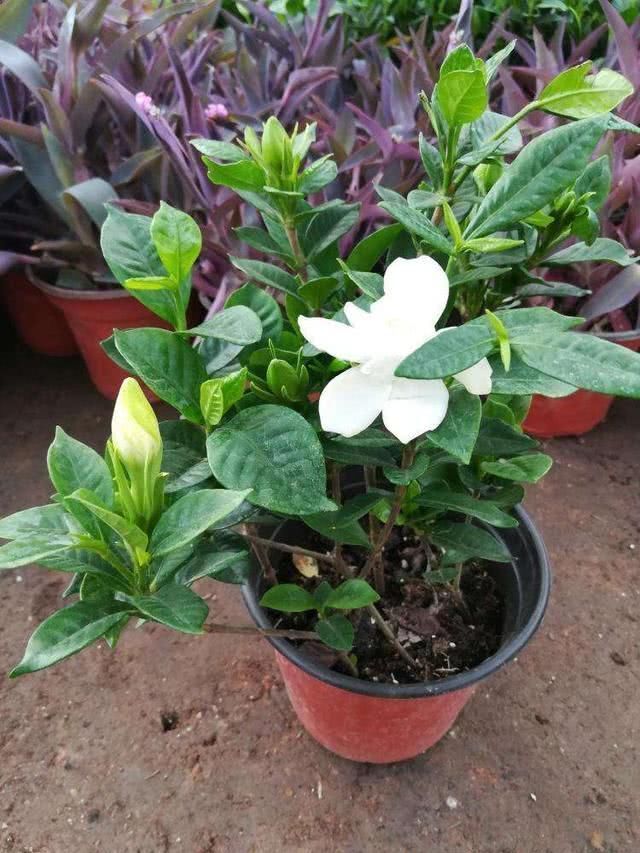刚买回家的栀子花,先观察观察,别急着换盆换土容易伤根