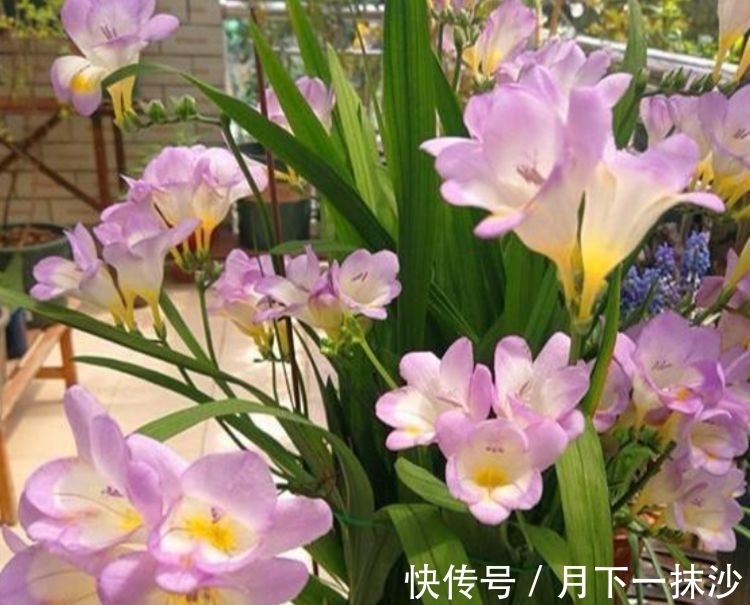 便宜又好养的几款花卉,对待新手很友好,丢到阳台四季有花开