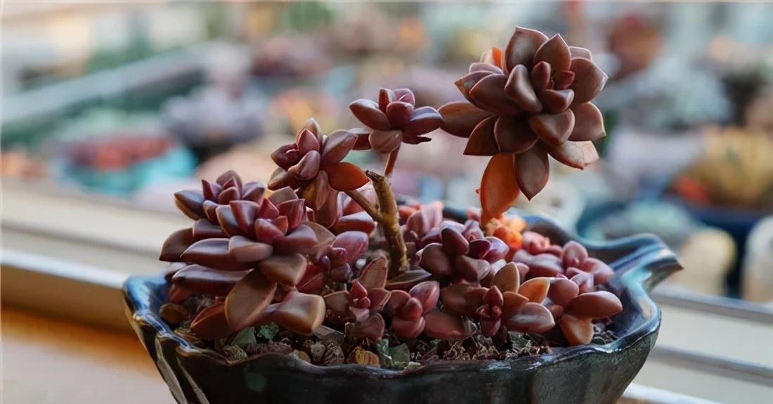 老桩|这几种多肉非常容易爆盆,不知不觉一大盆,非常有成就感