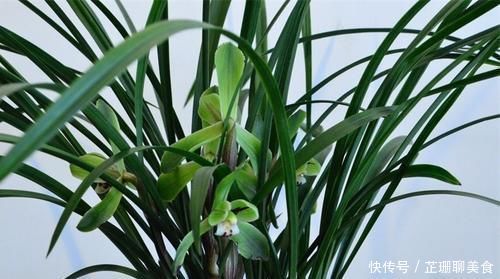 微量元素|老花农养兰花,只用1种植料,易生根好栽种浇水方便