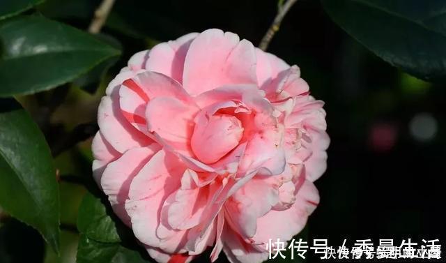 花中娇客|中国传统名花“花中娇客”,30种茶花一开,美了十里八乡