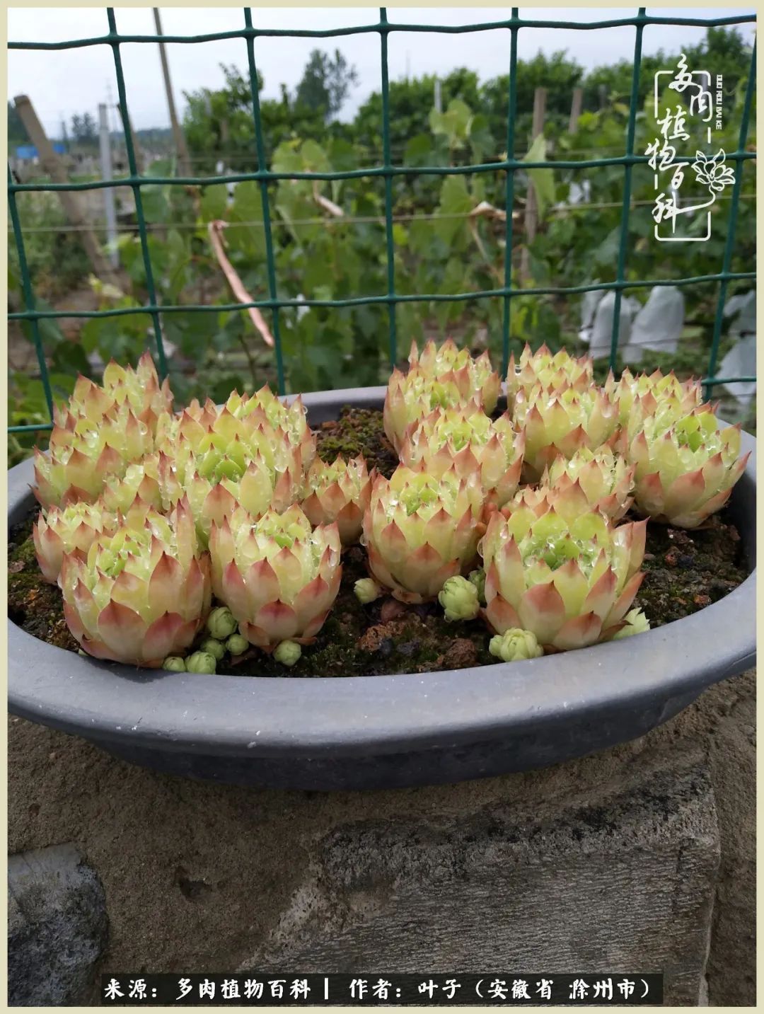 多肉相伴的美好时光，对多肉已是痴迷入骨！