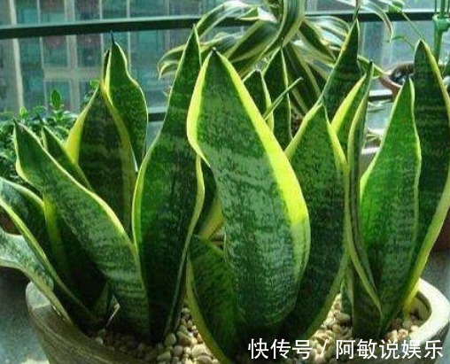 新手养花,不如养盆花中精品“初乌”,花色如墨,高贵而又厚重