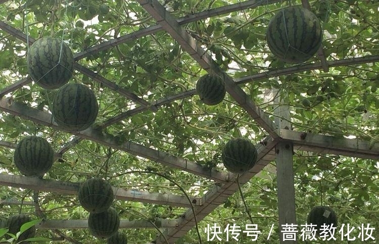 6种花草根本不值得花钱,老花匠良心总结,被骂也要公布