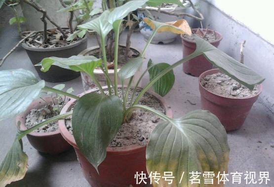 花卉|花土板结怎么办？不换盆土，学会这几招照样能搞定难题