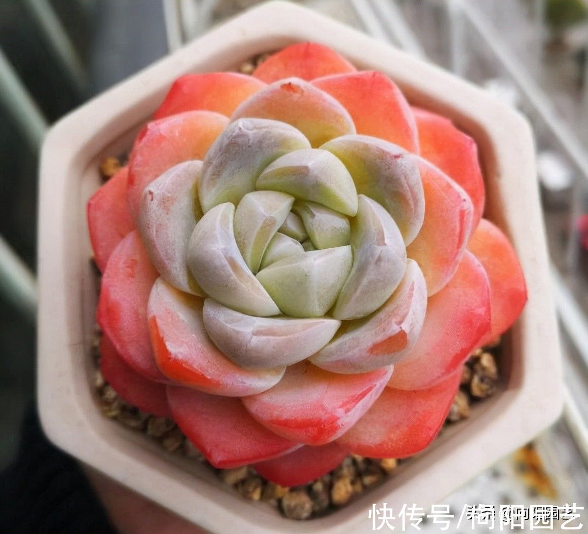 养多肉，别着急慢慢来，积攒经验，不愁养不好多肉，养肉很容易