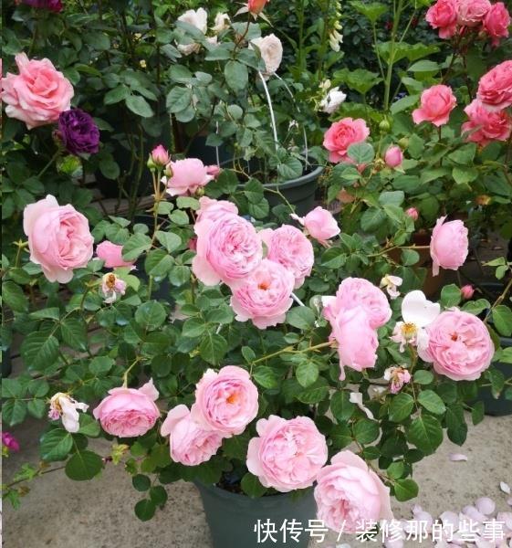 黄叶|月季大量黄叶,甚至变成了光杆,怎么办