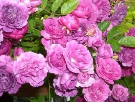 新手养花,不如养盆花中精品“甜蜜马车”,花团锦簇,香味浓郁