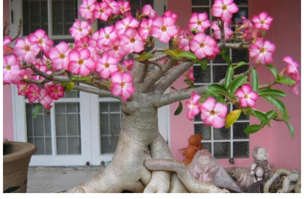 绯花玉绯花玉|这4种花要虐着养，少浇水，开花多又漂亮