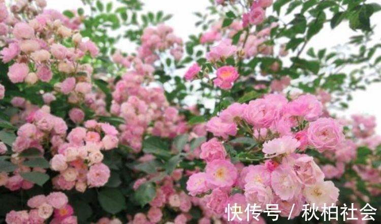 4种花超漂亮,个个美出状态,简单养护就能长得旺,花美心情好!