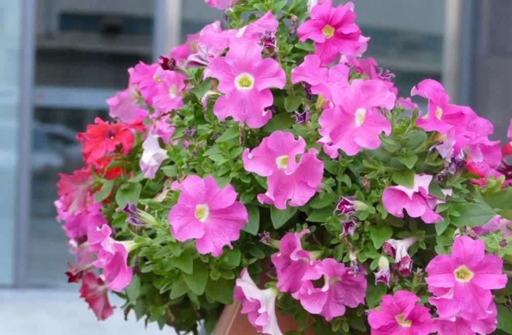 马齿苋花|几种开花漂亮又好养的便宜花,阳台养护很合适,超美的