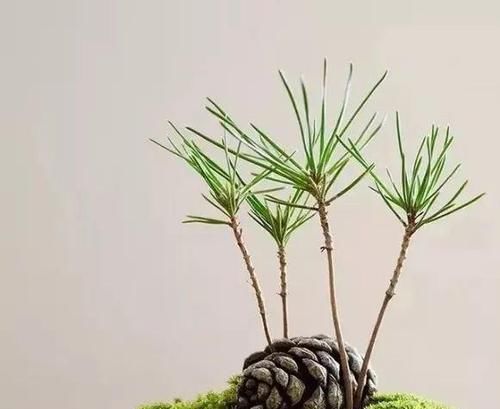 松树|老王捡了几个松果,回家种花盆里,隔两天浇次水,一个月长成盆景