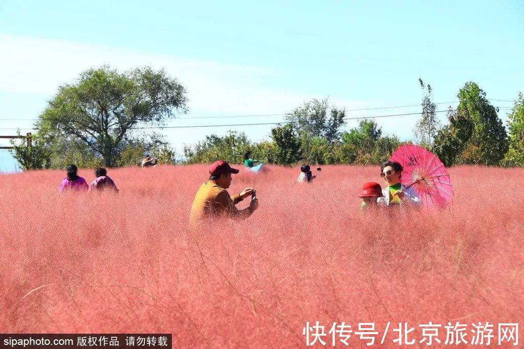 公园|超梦幻！北京这几个公园藏着粉黛乱子草花海，大多免费！