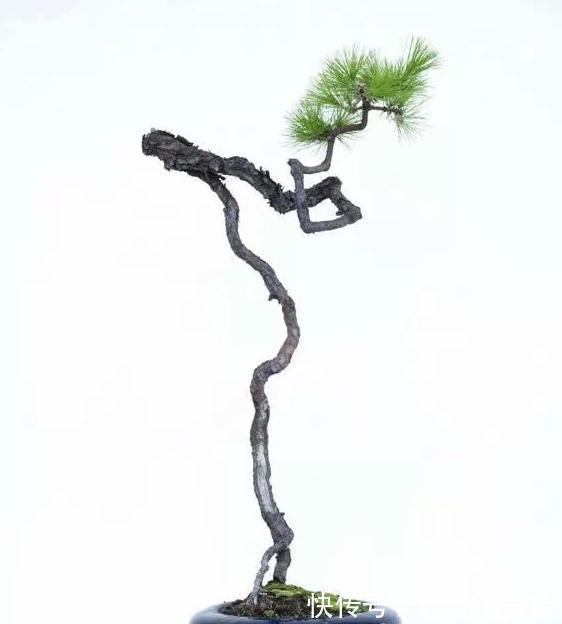 盆景|黑松盆景枝干横展，树冠如伞盖，针叶浓绿，四季常青，树姿古雅