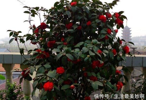 大门前种1棵茶花树,耐寒耐热好养,花色艳丽,开花喜庆富贵!