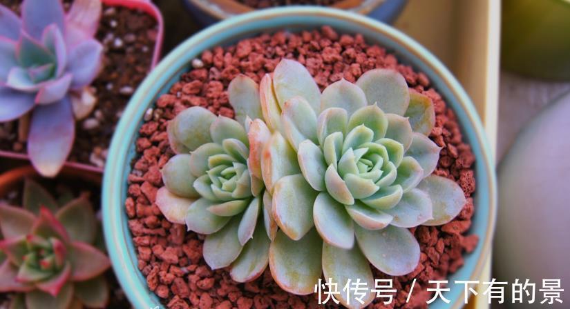 冰梅|多肉植物冰梅很香,但却不好养,这3方面要多下功夫